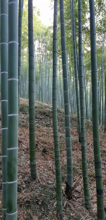 Moganshan Bamboo View Guesthouse Deqing Esterno foto